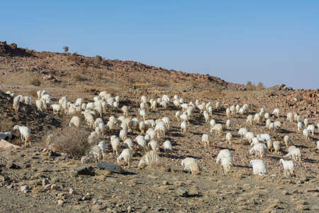 Sheep grazing, mountain valley in Taif Saudi arabiaの写真素材
