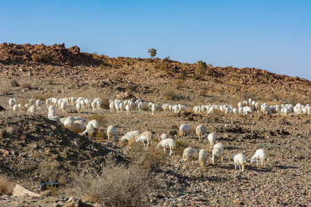 Sheep grazing, mountain valley in Taif Saudi arabiaの写真素材