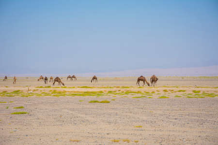 Group of camels feeding in the desert, located near Yambu, Saudi arabiaの写真素材
