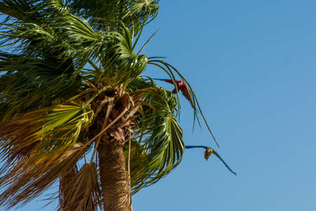 Yellow - Blue and Red - Blue macaw flying in blue sky