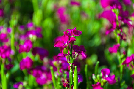 Beautiful red flower in gardenの写真素材
