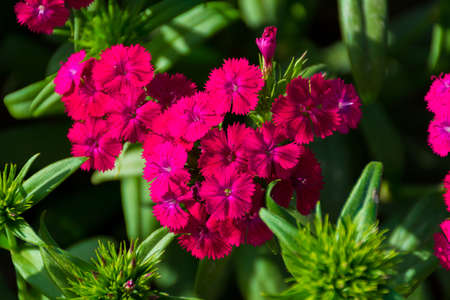 Beautiful red flower in gardenの写真素材