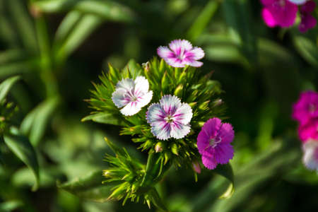 white flower close up viewの写真素材