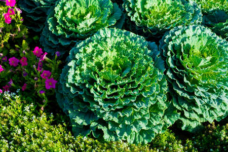 Green leaf flowers in the gardenの写真素材