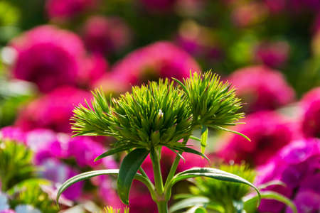 red flower close up viewの写真素材