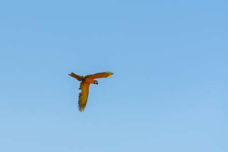 Yellow - Blue macaw flying in blue skyの写真素材