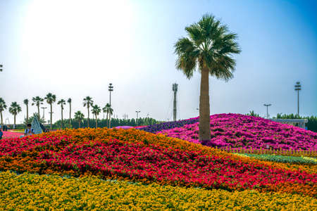 Flower carpet in Yanbu flower show, The Yanbu Flower Festival is one of the biggest festivals in Saudi Arabia. In the 2017 edition of it they managed to make the largest carpet of flowers/plantsのeditorial素材