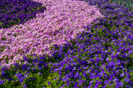 Flower carpet in Yanbu flower show, The Yanbu Flower Festival is one of the biggest festivals in Saudi Arabia. In the 2017 edition of it they managed to make the largest carpet of flowers/plantsのeditorial素材
