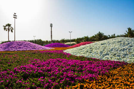 Flower carpet in Yanbu flower show, The Yanbu Flower Festival is one of the biggest festivals in Saudi Arabia. In the 2017 edition of it they managed to make the largest carpet of flowers/plantsのeditorial素材