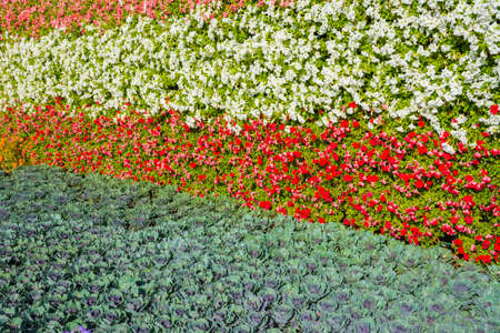 Flower carpet in Yanbu flower show, The Yanbu Flower Festival is one of the biggest festivals in Saudi Arabia. In the 2017 edition of it they managed to make the largest carpet of flowers/plantsのeditorial素材