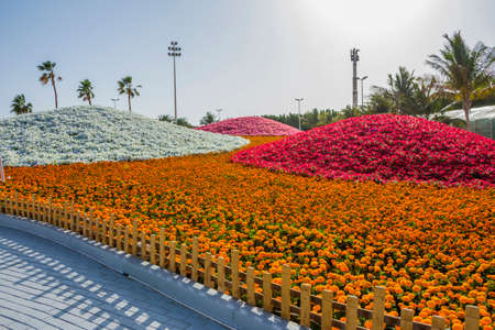 Flower carpet in Yanbu flower show, The Yanbu Flower Festival is one of the biggest festivals in Saudi Arabia. In the 2017 edition of it they managed to make the largest carpet of flowers/plantsのeditorial素材