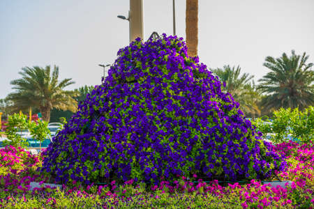 Flower carpet in Yanbu flower show, The Yanbu Flower Festival is one of the biggest festivals in Saudi Arabia. In the 2017 edition of it they managed to make the largest carpet of flowers/plantsのeditorial素材