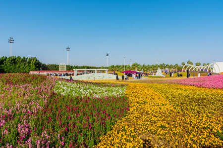 Flower carpet in Yanbu flower show, The Yanbu Flower Festival is one of the biggest festivals in Saudi Arabia.のeditorial素材