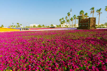 Flower carpet in Yanbu flower show, The Yanbu Flower Festival is one of the biggest festivals in Saudi Arabia. In the 2017 edition of it they managed to make the largest carpet of flowers/plantsのeditorial素材