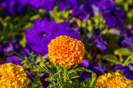 Flowers in Yanbu flower show, The Yanbu Flower Festival is one of the biggest festivals in Saudi Arabia. In the 2017 edition of it they managed to make the largest carpet of flowers/plantsのeditorial素材