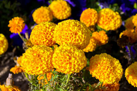 Flowers in Yanbu flower show, The Yanbu Flower Festival is one of the biggest festivals in Saudi Arabia. In the 2017 edition of it they managed to make the largest carpet of flowers/plantsのeditorial素材