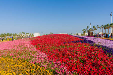 Flower carpet in Yanbu flower show, The Yanbu Flower Festival is one of the biggest festivals in Saudi Arabia.のeditorial素材