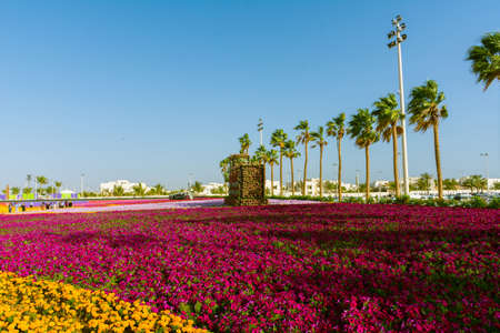 Flower carpet in Yanbu flower show, The Yanbu Flower Festival is one of the biggest festivals in Saudi Arabia. In the 2017 edition of it they managed to make the largest carpet of flowers/plantsのeditorial素材