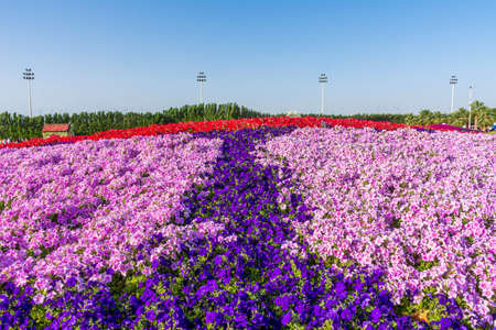 Flower carpet in Yanbu flower show, The Yanbu Flower Festival is one of the biggest festivals in Saudi Arabia. In the 2017 edition of it they managed to make the largest carpet of flowers/plantsのeditorial素材