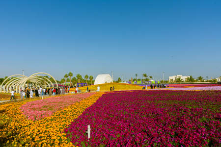 Flower carpet in Yanbu flower show, The Yanbu Flower Festival is one of the biggest festivals in Saudi Arabia. In the 2017 edition of it they managed to make the largest carpet of flowers/plantsのeditorial素材