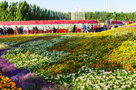 Flower carpet in Yanbu flower show, The Yanbu Flower Festival is one of the biggest festivals in Saudi Arabia. This photo was taken at Yanbu ( 16-03-2018 )のeditorial素材