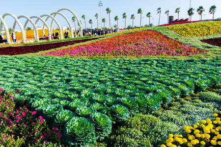 Flower carpet in Yanbu flower show, The Yanbu Flower Festival is one of the biggest festivals in Saudi Arabia. This photo was taken at Yanbu ( 16-03-2018 )のeditorial素材