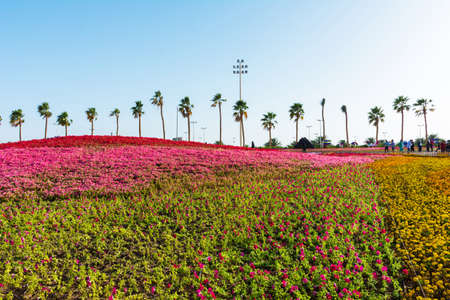 Flower carpet in Yanbu flower show, The Yanbu Flower Festival is one of the biggest festivals in Saudi Arabia. This photo was taken at Yanbu ( 16-03-2018 )のeditorial素材
