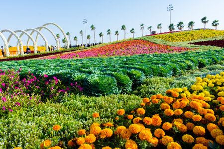 Flower carpet in Yanbu flower show, The Yanbu Flower Festival is one of the biggest festivals in Saudi Arabia. This photo was taken at Yanbu ( 16-03-2018 )のeditorial素材