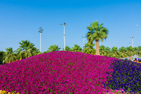 Flower carpet in Yanbu flower show, The Yanbu Flower Festival is one of the biggest festivals in Saudi Arabia. This photo was taken at Yanbu ( 16-03-2018 )のeditorial素材