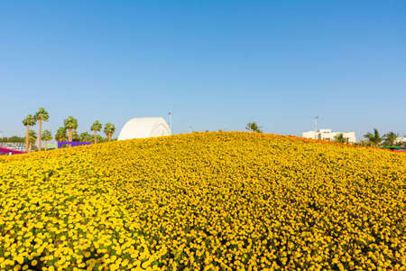 Flower carpet in Yanbu flower show, The Yanbu Flower Festival is one of the biggest festivals in Saudi Arabia. This photo was taken at Yanbu ( 16-03-2018 )のeditorial素材