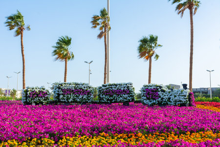 Flower carpet in Yanbu flower show, The Yanbu Flower Festival is one of the biggest festivals in Saudi Arabia. This photo was taken at Yanbu ( 16-03-2018 )のeditorial素材