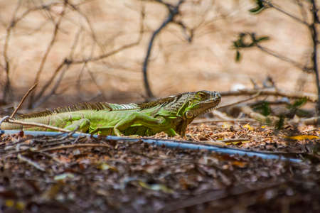 Green Iguana reptile