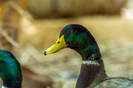 Mallard duck in Jeddah, Saudi arabiaの写真素材