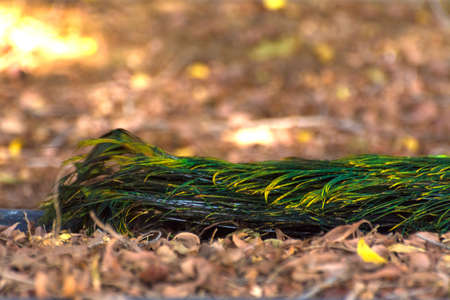 Peacock tail close up shot from Jeddah, Saudi arabia