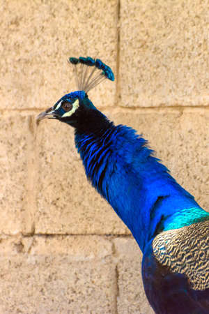 Peacock close up shot from Jeddah, Saudi arabiaの写真素材