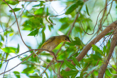 Baya weaver sitting alone tha tree at Jeddah, Saudi arabia