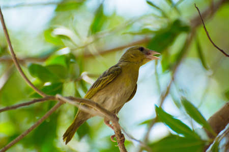 Little sparrow bird sitting aloneの写真素材
