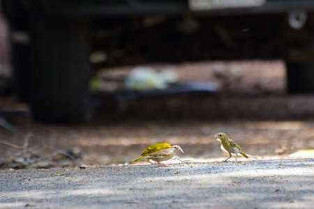 Little sparrow birds on the roadの写真素材