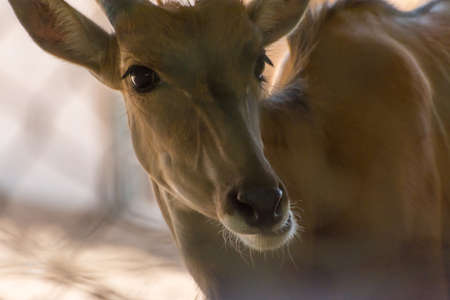 Deer close up shot from zooの写真素材