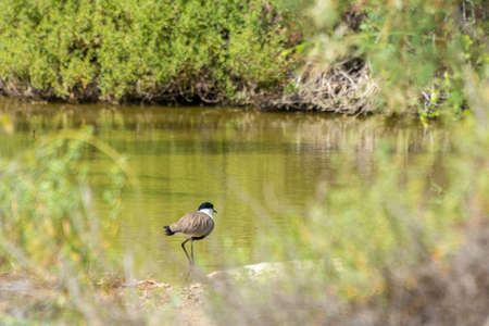 Spur-winged lapwing at Jeddah, Saudiarabiaの写真素材