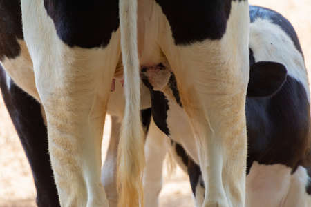 Cow and her Calf feeding Jeddah, Saudiarabia