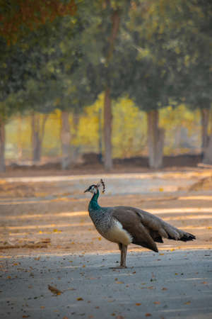 Peahen walking alone at Jeddah, Saudi arabiaの写真素材