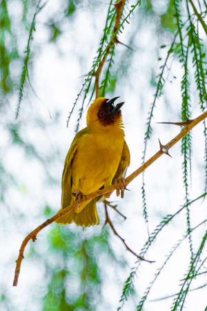Masked weaver at Jeddah, Saudi arabia