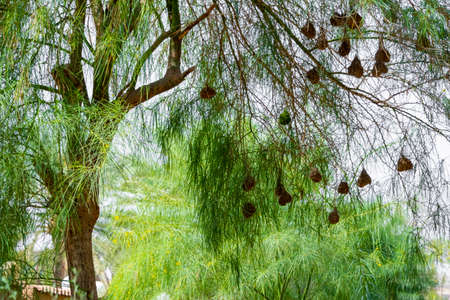 Sparrow nest at Jeddah, Saudi arabiaの写真素材
