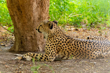 Wild animal cheetah colse up shotの写真素材