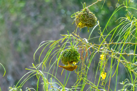 Masked weaver and sparrow nestの写真素材