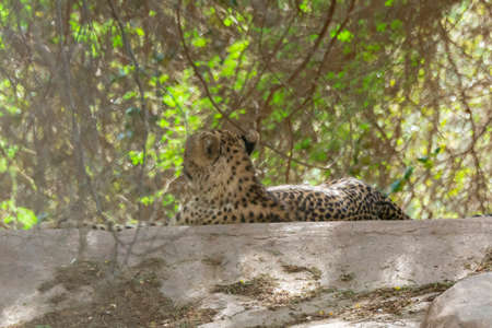 Wild animal cheetah colse up shotの写真素材