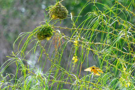 Masked weaver and sparrow nestの写真素材