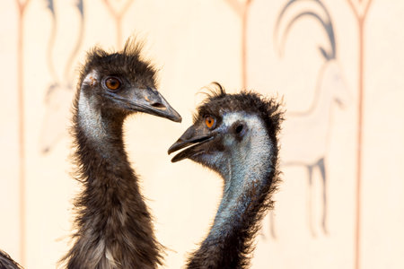 Emu feeding in countryside of Jeddah