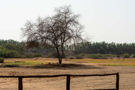 beautiful tree from Jeddah, Saudi arabiaの写真素材